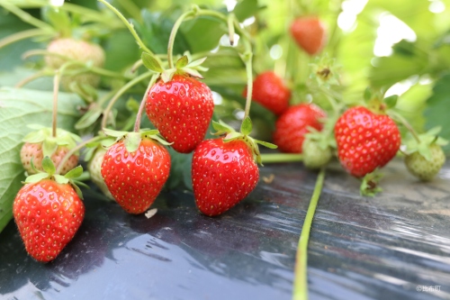 5. ぴっぷいちご狩り⑤