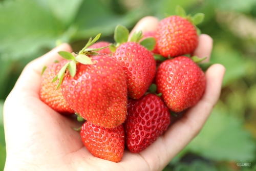 4. ぴっぷいちご狩り④