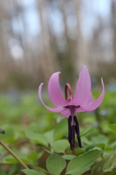 1. ぴぴの路のカタクリ