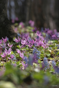 2. ぴぴの路のカタクリ②