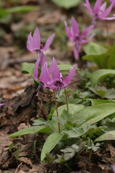 3. ぴぴの路のカタクリ③