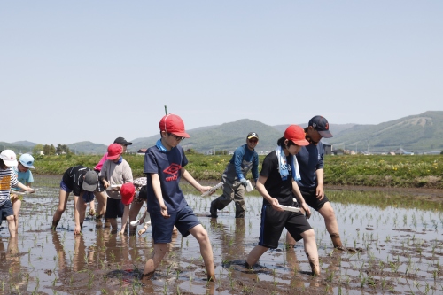 学校田植え授業