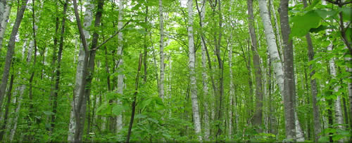 突哨山の雑木林の写真